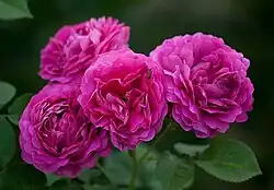 'Great Western' (Laffay, 1838)