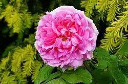 'Madame Boll' (Daniel Boll, 1858)