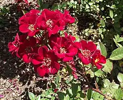 'Wing-Ding' (Carruth, voor 2004)