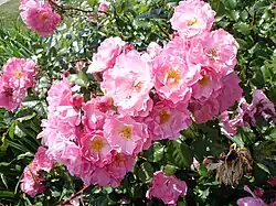 'Kathleen Ferrier' (1952)