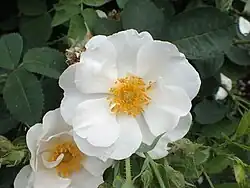 'Semiplena' (onbekend, voor 1623)