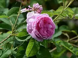 'Rose des peintres' (onbekend, 1597)