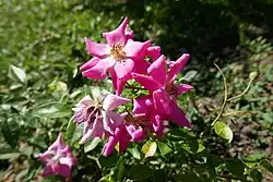 'Étoile Luisante' (Turbat, 1918)