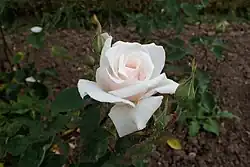 'A.N.W.B. Rose' (1933)