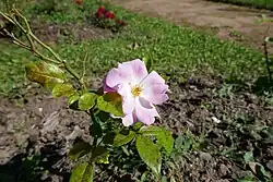 'Abondant' (Turbat, 1914)