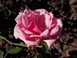 'Agnes Roggen', 1926