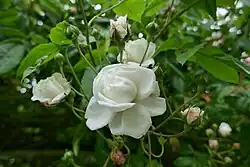 'Aimée Vibert' (Vibert, 1828)