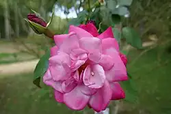 'Albert Poyet' (Eve, 1979)