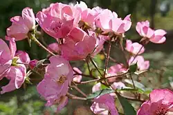 'Alden Biesen', 1996