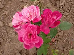 'Alice Hamilton' (1903)