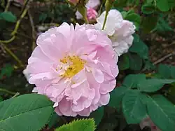 'Amélia' (Jean-Pierre Vibert, 1823)