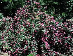 'Amadis' (Jean Laffay, voor 1826)