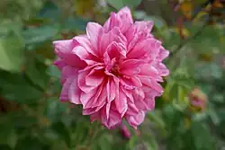 'Archiduc Joseph' (Nabonnand, 1892)