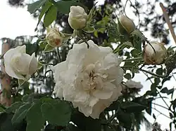 'Armide' (Jean-Pierre Vibert, 1818)