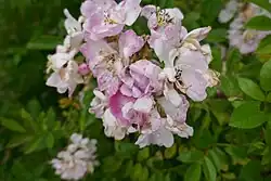 'Bagatelle' (voor 1908)