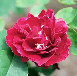 'Baron Girod de l'Ain' (Reverchon, 1897)