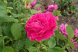 'Baron J.B. Gonella' (Guillot, 1859)