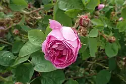 'Baron de Wassenaer' (Verdier, 1854)