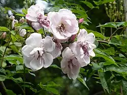 'Belle Vichysoise' (Robert, 1858)