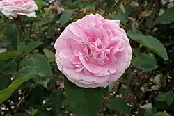 'Blairii No. 2' (Blair, before 1834)