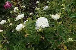 'Blanche Simon' (Robert & Moreau, 1862)