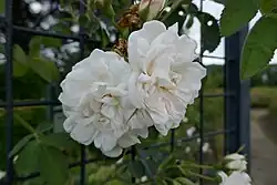 'Blanche de Belgique' (onbekend, voor 1820)