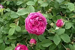 'Blush Damask' (onbekend, voor 1806)