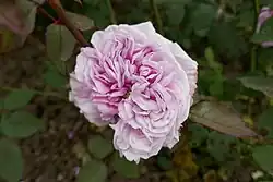 'Bona Weillschott' (1889)