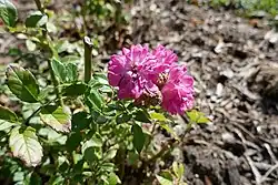 'Bordure' (Barbier, 1911)