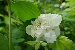 'Botzaris' (Robert, 1856)