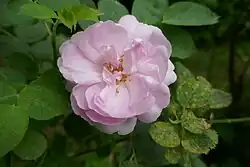 'Céleste' (onbekend, voor 1717)