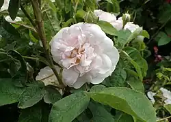 'Catherine Ghislaine' (onbekend, voor 1880)