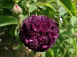 'Centifolia à fleurs doubles violettes' (onbekend, onbekend)