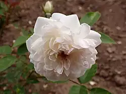 'Charlotte Wierel', 1926