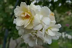 'Claire Jacquier' (Bernaix, 1887)