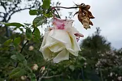 'Chromatella' (Coquereau, 1841)