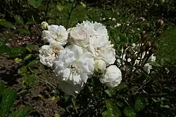 'Clothilde Soupert' (1888)