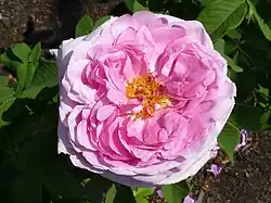 'Comte de Chambord' (Moreau & Robert, voor 1858)