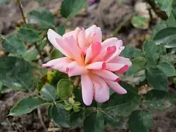 'Comtesse Vandal', 1930