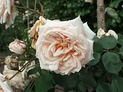 'Comtesse de Noghera' (1902)