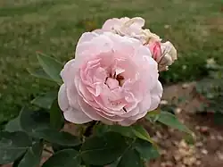 'Comtesse de Rocquigny' (Vaurin, 1874)