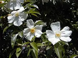 'Cooper's Burmese' (onbekend)