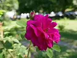 'Crimson Moss' (unknown, before 1820)