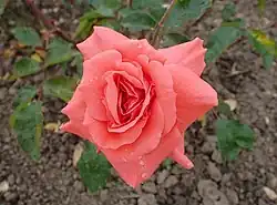 'Curiosa', voor 1964