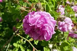 'Deuil de Paul Fontaine' (François Fontaine sr., 1873)