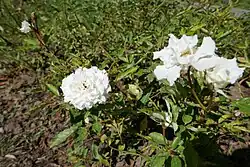 'Diamant' (Robichon, 1908)