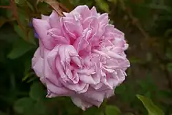 'Directeur Constantin Bernard' (1886)