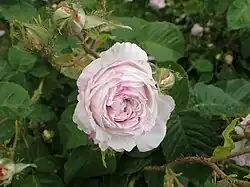 'Dométile Bécar' (onbekend, voor 1853)