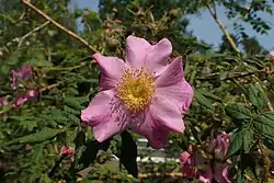 'Domaine de Chapuis' (Gravereaux, 1901)