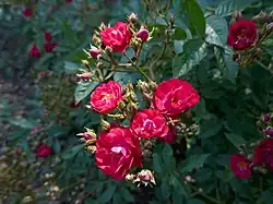 'Dopey' (de Ruiter, 1954)